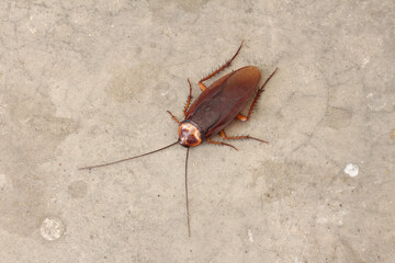Close-up Dead cockroach on the street.