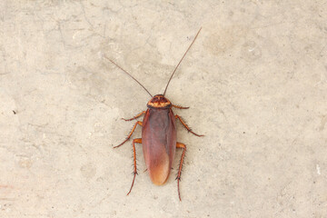 Dead cockroach on the street. Close up.