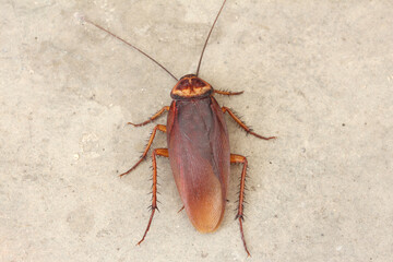 Close-up Dead cockroach on the street.