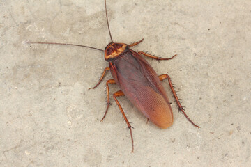 Dead cockroach on the street. Close up.