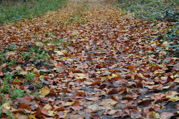 nasses Herbstlaub auf Waldweg