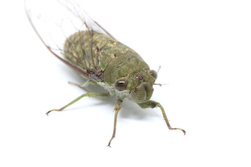 Cicada on the white background.