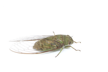 Cicada on the white background.