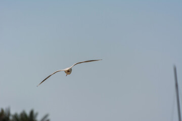 Fototapeta na wymiar A common white seagull (Larus canus) flying against blue sky over the Jumeirah beach in the city of Dubai, United Arab Emirates