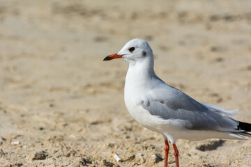 Obraz premium A common white seagull (Larus canus) standing on the sand Jumeirah beach in the city of Dubai, United Arab Emirates
