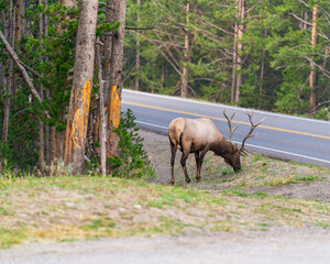 bull elk in the woods by road