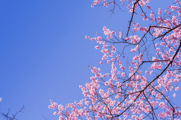 桜　仙台榴ヶ岡公園