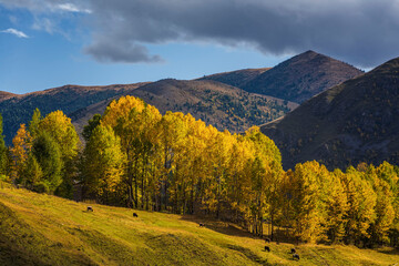 中国四川甘孜康定新都桥秋色