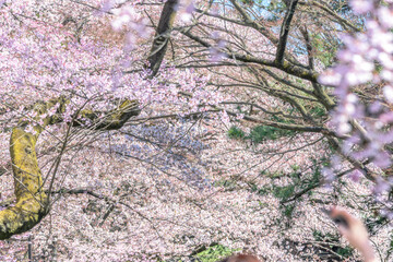 桜　仙台榴ヶ岡公園