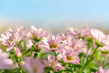 Blooming pastel pink mums or chrysanthemum morifolium against blue sky on a sunny day. Blank for greeting card design. Shallow depth of field.