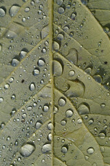 Raindrops on a leaf macro close up, water drops