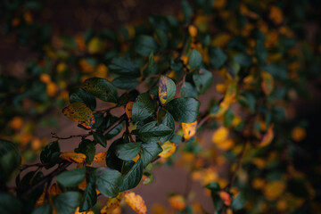 Close up image of orange autumn leaves at soft light.