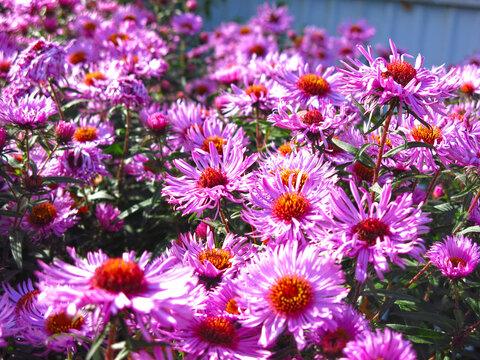 soft purple autumn daisies bloom before the first snow, they are sitting on a bee