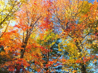 公園の紅葉のモミジバフウと黄葉の欅と青空