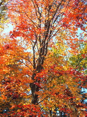 公園の紅葉のモミジバフウと黄葉の欅と青空