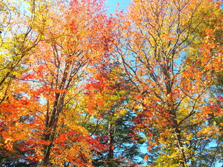 公園の紅葉のモミジバフウと黄葉の欅と青空