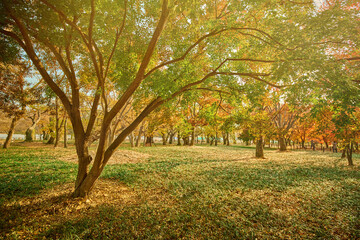 Naklejka premium 한국의 가을풍경. 햇빛, 나무와 잎
