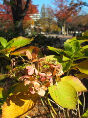 晩秋の枯れた公園の紫陽花の花のある風景