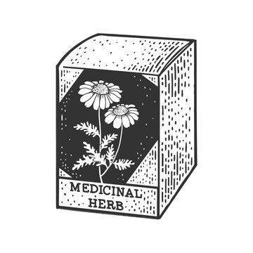 Medicinal herb chamomile sketch raster