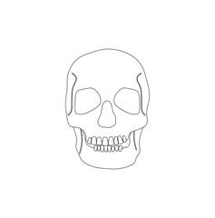 human skull on white background
