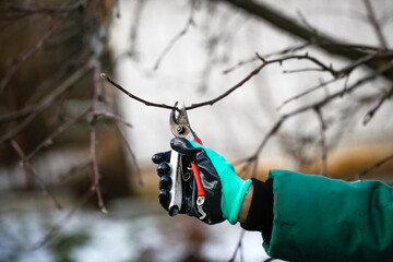 Caucasian woman gardener with garden tools, pruning fruit trees and bushes in the garden, seasonal work in the garden close-up.