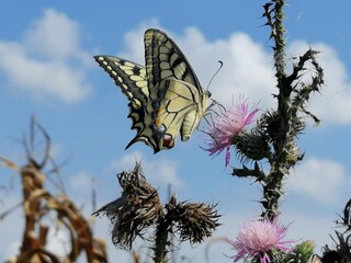 farfalla