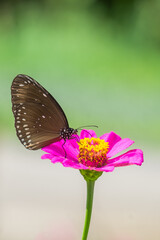 Butterflies and flowers in nature