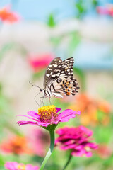 Butterflies and flowers in nature