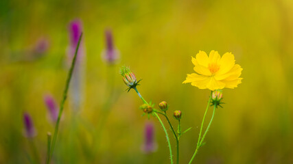 Flowers and grasses in nature