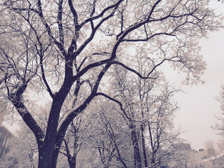 Snow on trees, Washington Square Park, NYC