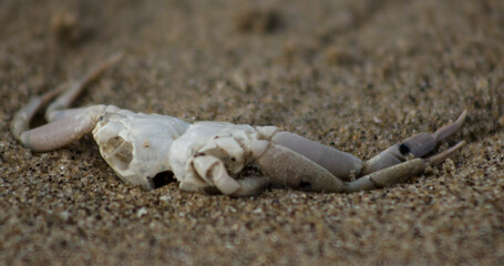 crab on sand