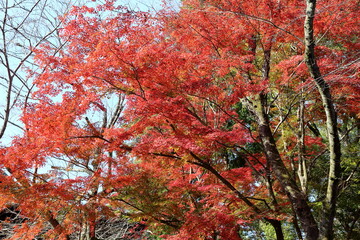 太陽光を反射して輝く赤く色づいた葉