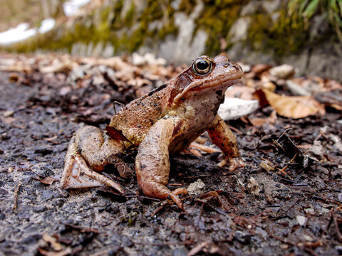 Grass Frog (rana Temporaria)