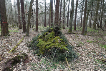 Hütte im Wald