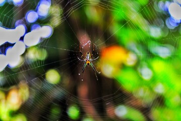 spider on web