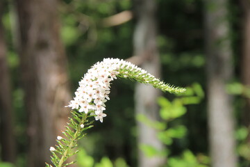 尻尾のような形状のオカトラノオの花穂