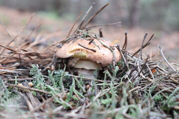 edible mushroom