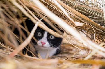 a black and white cat is sitting in an ambush in the dry grass and preparing to jump