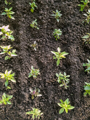 Rows of young Basil sprout in soil on garden bed. Organic eco seedling, condiment. Growing plants at home garden. Cooking herbs. Top view. Vertical photo.