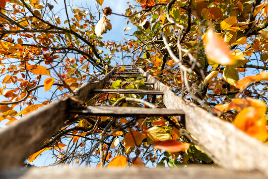 scala su albero con foglie arancioni in autunno 