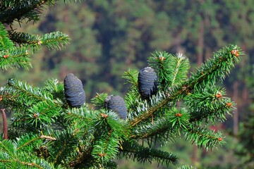 Fir tree known as Abies balsamea or balsam ,Firs are species of evergreen coniferous trees in the...