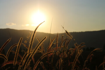 Reeds at golden sunset light