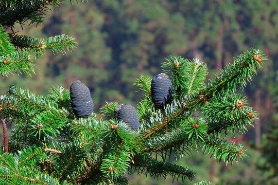 Fir tree known as Abies balsamea or balsam ,Firs are species of evergreen coniferous trees in the family Pinaceae.    