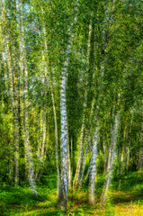 Abstrakt Birkenwald HDR Mehrfachbelichtung