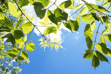 Branches of a tree with green leaves against a blue sky, illuminated by the rays of the sun