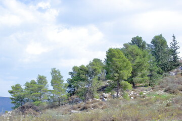 Fototapeta na wymiar pine trees on a hill