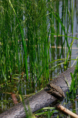 toad in the lake sits on a stick, very realistic, the toad looks into the eyes, inflated balls near the eyes, dirty water and green grass