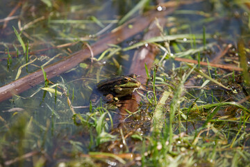 toad in the lake sits on a stick, very realistic, the toad looks into the eyes, inflated balls near the eyes, dirty water and green grass