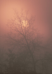 foggy colored sunrise with tree