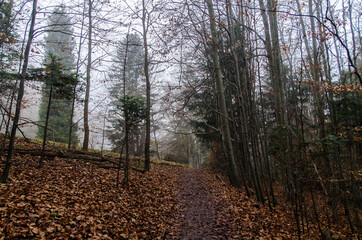 Jesienny las mgła 